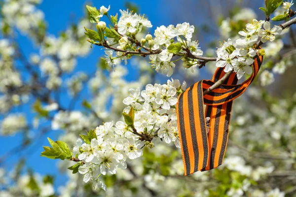 St. George şerit üzerinde çiçekli kiraz ağacının dalını