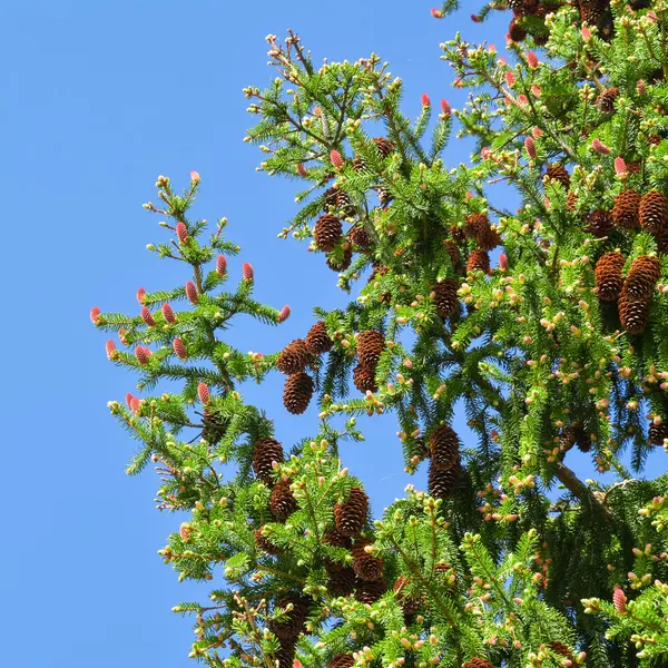 Ladin bahar üzerinde eski ve taze koniler
