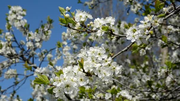 과수원에서 꽃 벚꽃 나무의 분 지 — 비디오