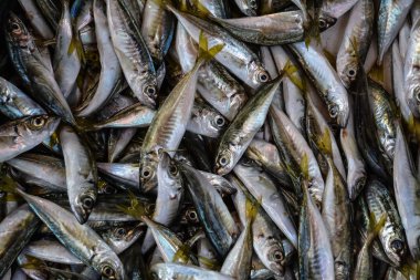 Bir yığın içinde yığılı çok küçük balık