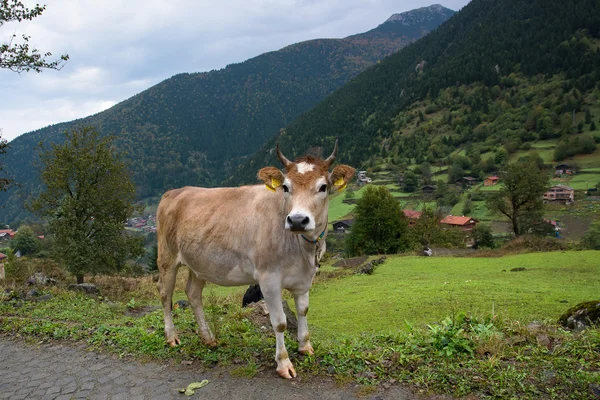 Bir dağ köyünde inek