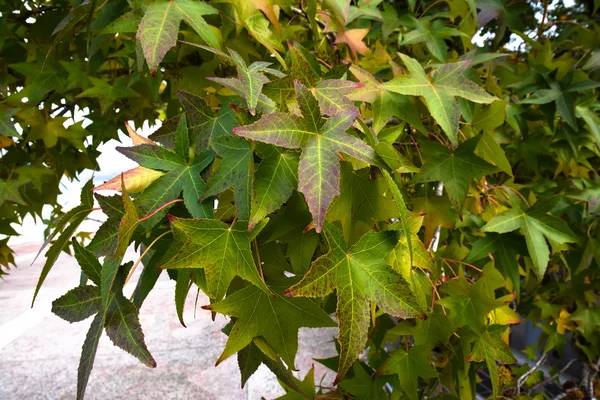 Різнокольорове осіннє листя сикамори — стокове фото