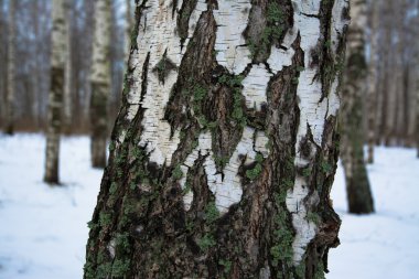 Huş ağacı orman yakın çekim içinde gövde