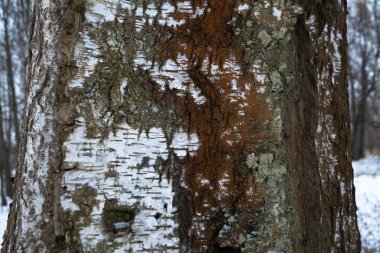 Arka plan için yakın bir huş gövde