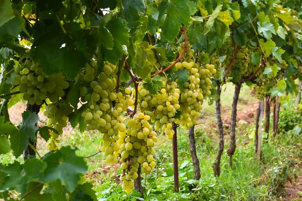 Velké zralé hrozny zelené hrozny na vinici — Stock fotografie