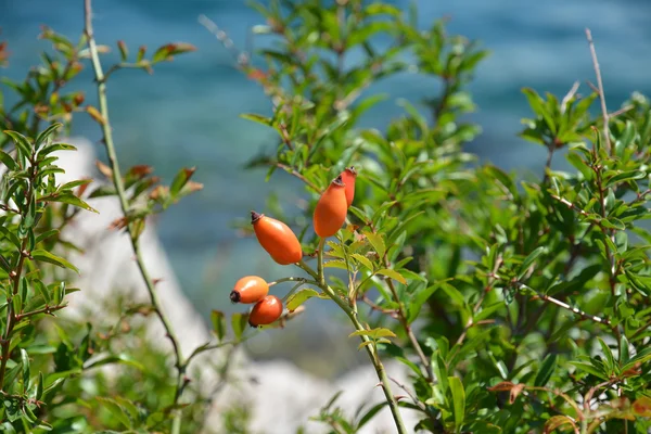 Brier defne deniz kıyısında çilek ile