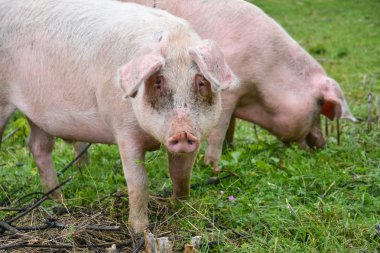 İki domuz bir kameraya bakarak bir çayırda
