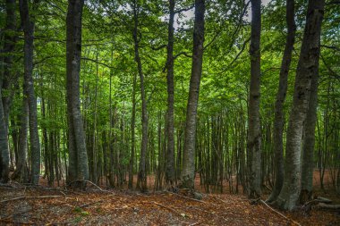 Kuzey Arnavutluk dağlarda güzel orman
