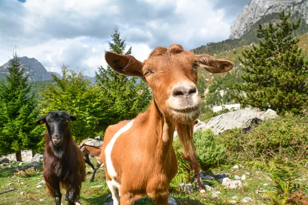 Kameraya bakarak komik meraklı keçi