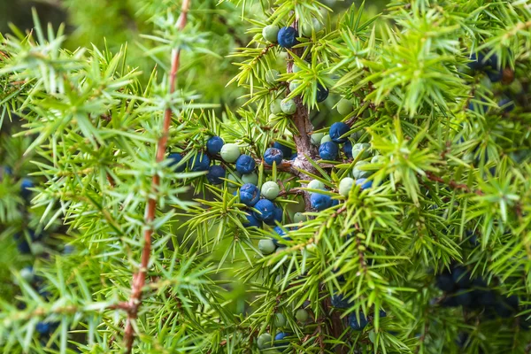 Bir ardıç dallarda meyve olgunlaştırmak