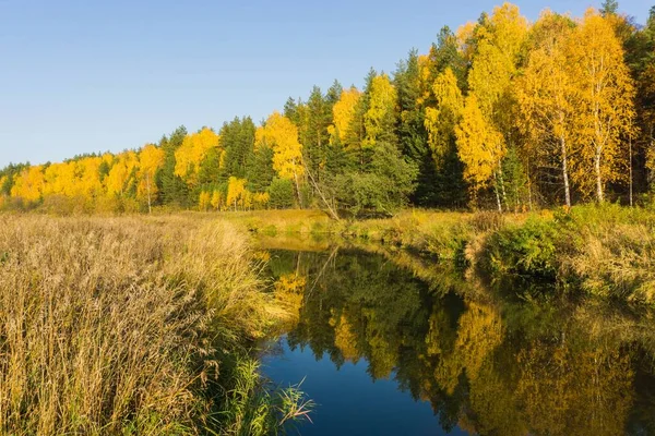 Karışık orman sonbahar manzarası ve su yansıması.