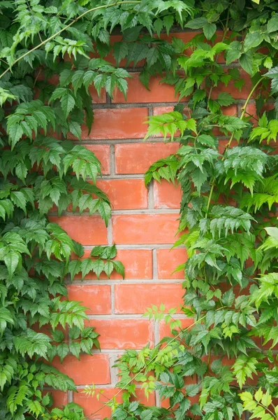 Campsis vines on a brick wall — Stock Photo, Image