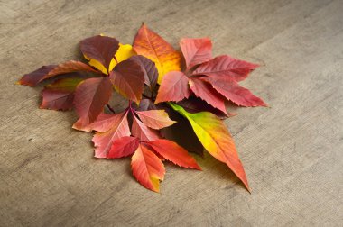 ahşap bir masa üzerinde güzel düşen sonbahar yaprakları