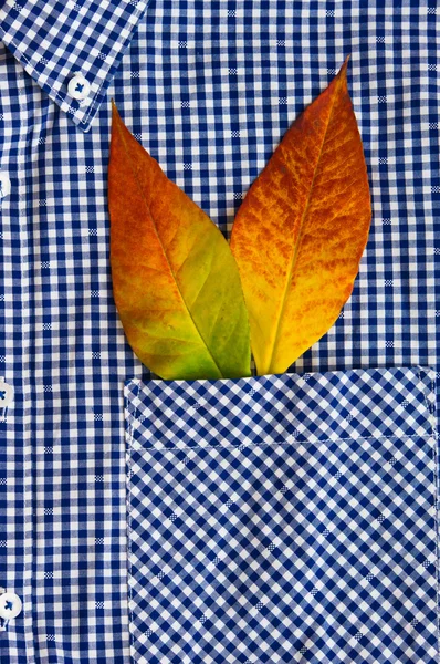 Hojas coloridas de otoño en un bolsillo de camisa — Foto de Stock