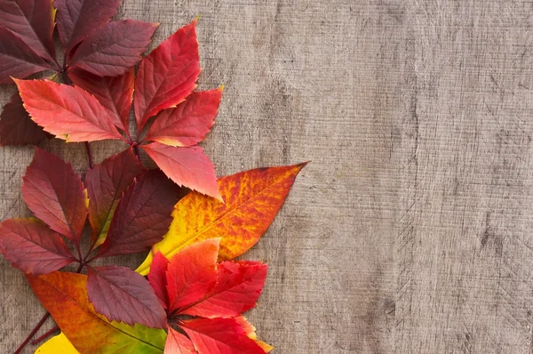 Hermosas hojas caídas de otoño sobre una mesa de madera — Foto de Stock