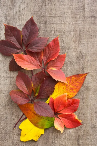 Hermosas hojas caídas de otoño sobre una mesa de madera — Foto de Stock