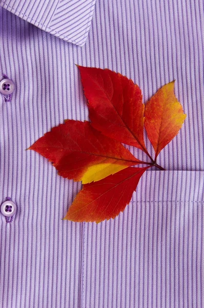 Hojas coloridas de otoño en un bolsillo de camisa — Foto de Stock