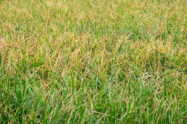 Altın böğürtlen tarlaları, Bangkok, Tayland 'da arka bahçede pirinç kulakları.