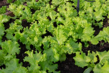 Arka bahçede taze yeşil marul, organik sebzeler arsada yetişir, sağlıklı yiyecekler..