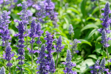 Angelonia Serena çiçeği (Küçük Kaplumbağa Çiçeği) kışın bahçede, Bahçedeki Çiçek Tarlası, Suanluang rama 9 'da mor çiçek.