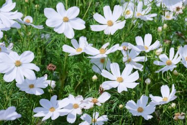 Beyaz kozmos tarlada çiçek açıyor, Suanluang rama 9 bahçesinde güzel kozmos çiçekleri..