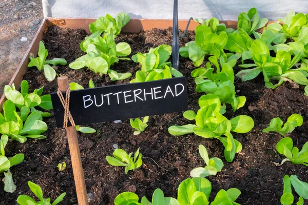 butterhead plant in backyard, Organic vegetables are grown in plots, fresh salad, healthy food.
