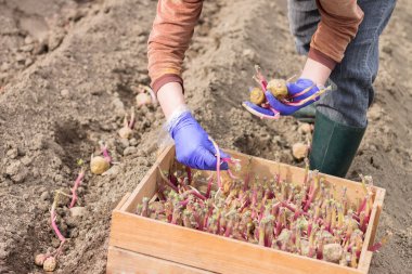 Elinde eldiven zemine patates dikim