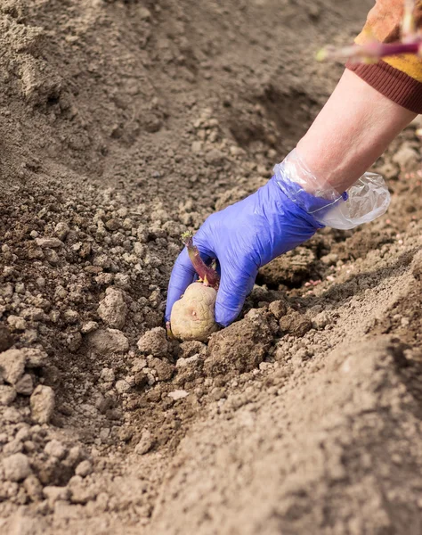 Hand in de handschoen is het planten van aardappelen in de grond — Stockfoto