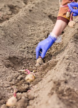 Elinde eldiven zemine patates dikim