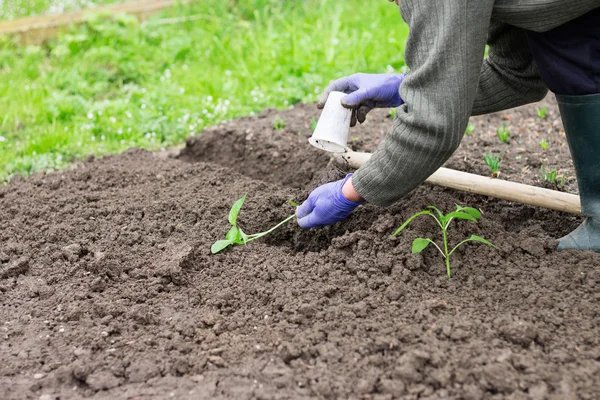 Vrouw peper seedling planten in de tuin — Stockfoto