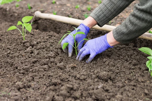 Kvinnan plantera paprika plantor i trädgården — Stockfoto