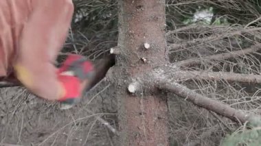 Kadının bir ağaç dalı testere ile kesip.