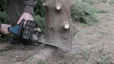 Bir ağaç tarafından testere kesim işçisi