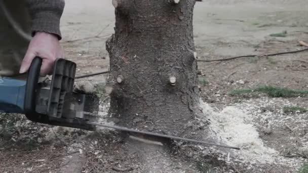 Worker cut a tree by chainsaw — Stock Video