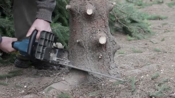 Werknemer een boom gesneden door chainsaw — Stockvideo
