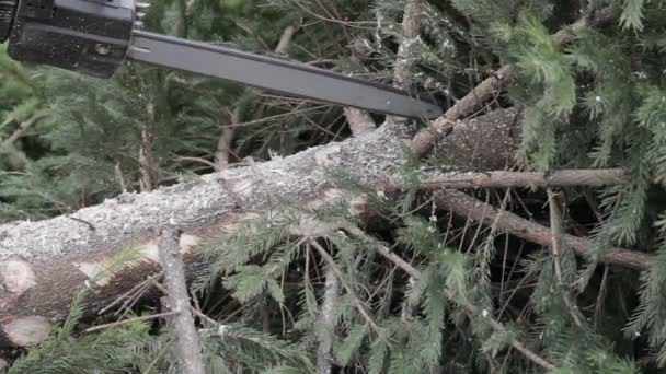 Worker cut a tree branch by chainsaw — Stock Video