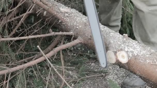 Εργαζόμενος να κόψει ένα κλαδί του δέντρου από αλυσοπρίονο — Αρχείο Βίντεο