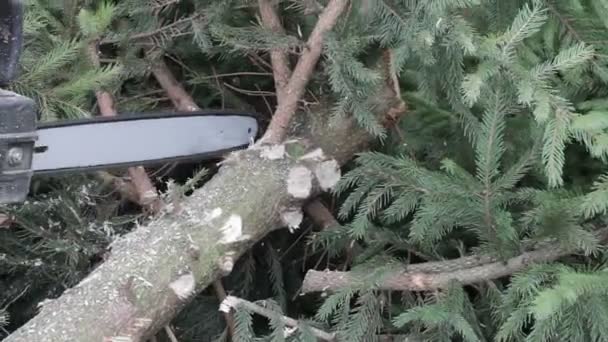 Dělník, rozřezané pilou větve stromu — Stock video
