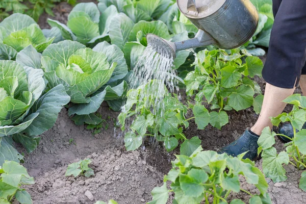 Bewateren van planten met kan — Stockfoto