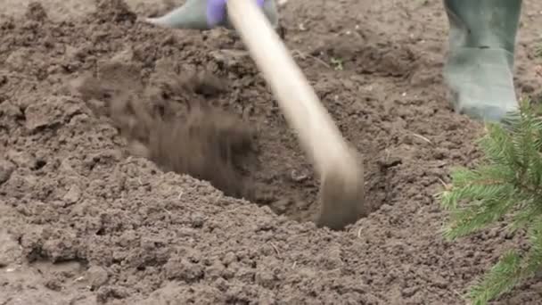 Femme plantant des semis de poivre dans le jardin — Video