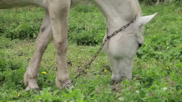 白い馬の牧草地で放牧 — ストック動画