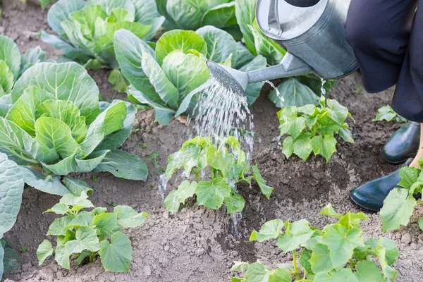 Bewateren van planten met kan — Stockfoto