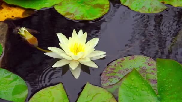 Nymphaea planta acuática — Vídeos de Stock