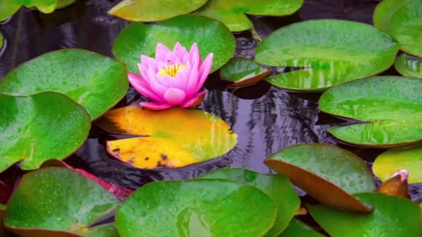 Nymphaea planta acuática — Vídeos de Stock