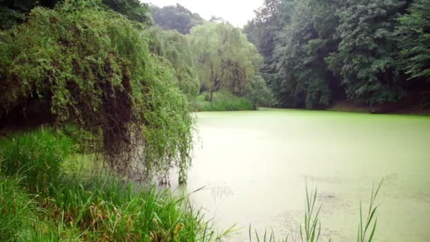 平静的池塘或湖泊中阴天 — 图库视频影像
