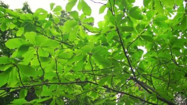 Ağaç brançlardan alt Manzaralı