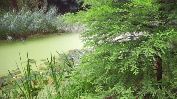 Estanque tranquilo o lago en día nublado — Vídeos de Stock