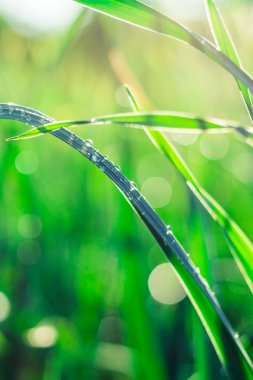 su damlaları ile sabahın erken saatlerinde çimen