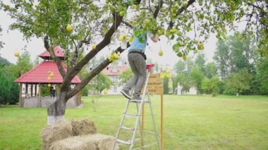 Düğün floristics bir rustik tarzda