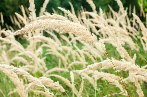 Calamagrostis brachytricha